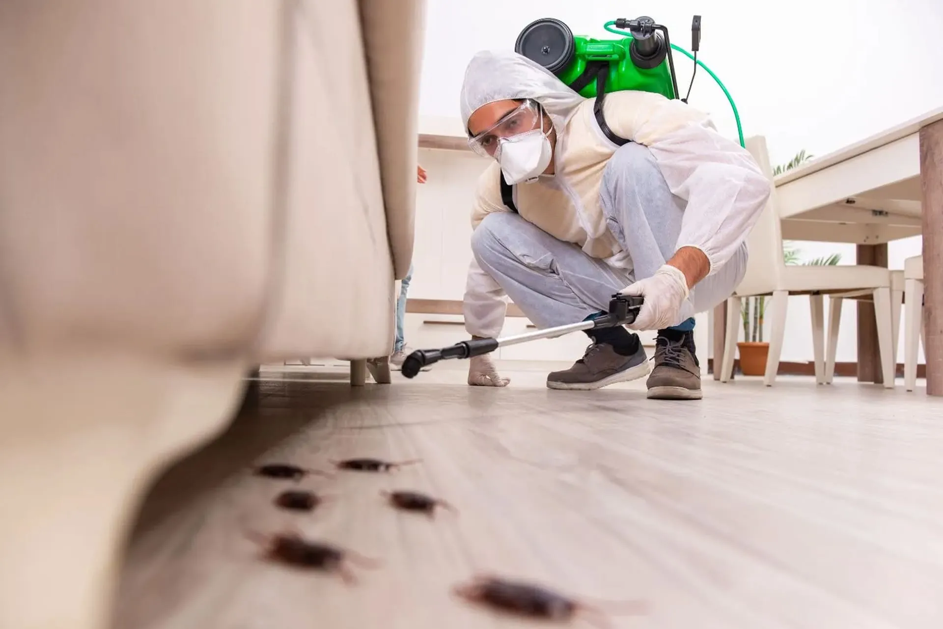 Best pest control in Coimbatore